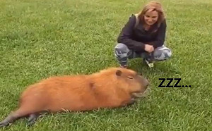 (影)女子偷摸度咕水豚　下一秒被「超猛攻擊」網：招架不住！