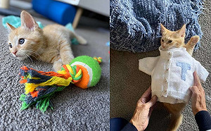 疼孫無極限！奶奶細心編毛衣送貓孫　卻遭小橘喵暴怒拒絕