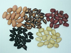 別再誤會它了！正確吃花生不僅不胖還有「這6大益處」