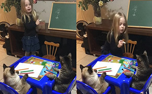 (影)小女孩教畫畫　兩隻貓咪乖乖正坐當學生：上課啦！
