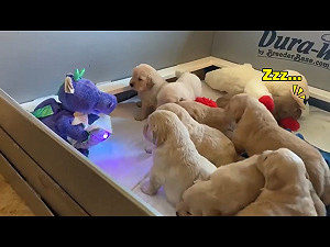 (影)乖巧金寶寶全坐好「聽恐龍講故事」　後面那隻卻睡翻網笑：我同學！