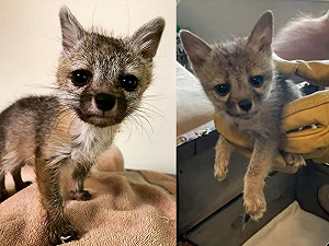 帶狗出門散個步  竟遇小萌狐「半路認媽」沿途跟回家！