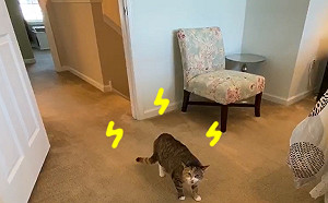 (影)快滾出我家！房仲到屋主家拍房子竟遇到「兇貓」氣噗噗趕人