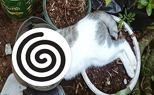 花盆驚見奇異「新花種」　網大笑：怎麼可以睡成這樣？