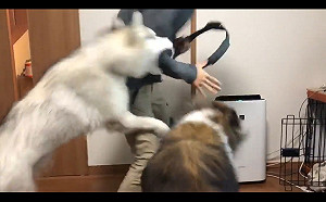 (影)在家玩健身環遭無預警提高到「地獄難度」　網笑崩：有狗就夠玩了！