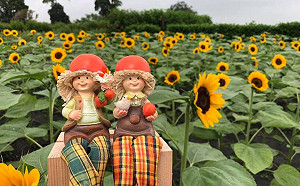 夏季追花去！3處夢幻花海火熱綻放