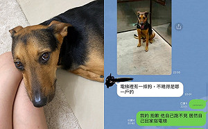 放風走失！聰明汪竟自己「走回家搭電梯」　住戶嚇傻PO群組