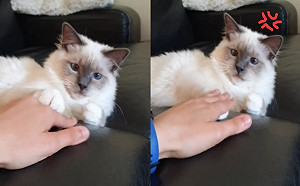 (影)貓皇與奴才玩疊手　堅持不讓毛掌被壓：朕就4要放上面！