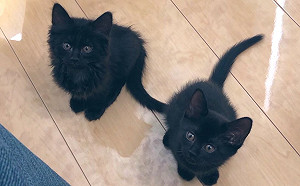 (影)吃貨小黑貓忘情吃飯萌音喵喵讚嘆　可愛突破天際！