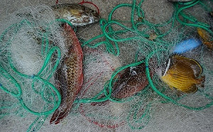 2050年海廢將比魚多！漁業署推動「刺網實名制」落實漁網回收