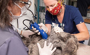 驚見「一團毛球」急需救援　1公斤毛髮之下原來是隻美萌貓！