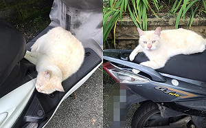路遇浪貓隨口問「要不要跟我回家」 竟直接上踏板等出發！