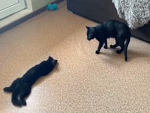 (影)紫貂欲偷襲黑喵　翻肚搖尾巴又匍匐前進網笑：假鬼假怪！