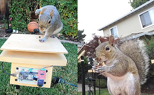 (影)看你怎麼吃！工程師精心打造超困難關卡　松鼠發揮極限闖關