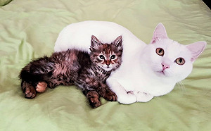 本想送養小虎斑　家中白貓卻超寵溺牠：偶要收編當小妹！