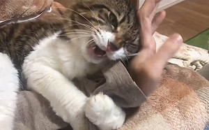 (影)兇臉貓緊抱手手萌音塞奶　推主秒投降：有沒有隔離我都出不去