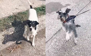 (影)哦羅密歐！愛犬在陽台與陌生狗狗一見鍾情　主人安排相見歡