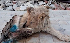 （影）幼獅長期受虐！飼主打斷腿防逃跑　普丁震怒：下令徹查