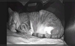 口嫌體正直！老爸幫餵浪貓還蓋房架監視器：看牠有無回來睡？