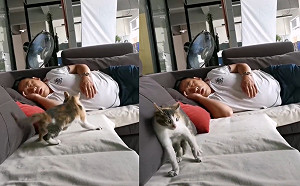 (影)鼾聲如雷！三花貓忍無可忍來來回回超想巴下去：麥擱睏啊