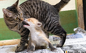 小狐狸交到貓咪好麻吉　開心作伙：偶們要永遠在一起