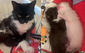 (影)黑白浪貓要求進女子家　撒嬌：你家借我當育嬰房好嗎？