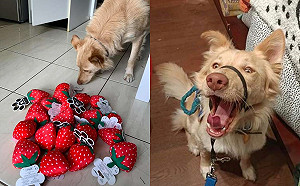 最愛玩具停產　店家超暖一舉狗狗開箱嚇傻：真的都偶的嗎？