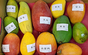 水果王國不是蓋的！網po夢幻「芒果寶盒」開箱文引日本網友逗相報