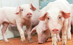 快訊》國內疑爆發重大豬隻傳染病! 農業部上午10點舉辦臨時記者會