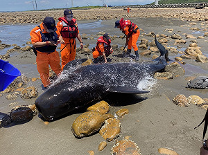 今年首隻活體領航鯨擱淺苗栗！海巡緊急救援保命