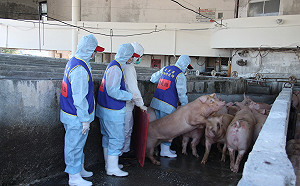 等了24年！台灣正式從口蹄疫區除名 下半年恢復出口