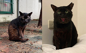 (影)兇惡浪浪「皮蛋」餓到褪色　心疼收編竟融化成軟萌黑貓！