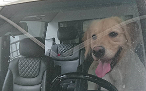 夏季悶熱將狗狗獨留車內！動保處首對飼主開罰2千元