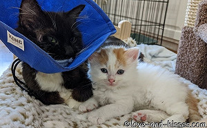 母貓見陌生屁孩猛哈氣　小貓亂認媽死纏爛打竟贏得牠的心！