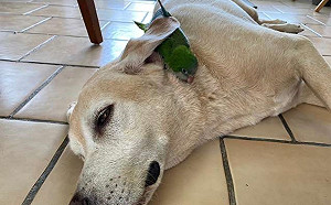 暖心大狗狗解救落巢受傷小鸚鵡　全天候照顧形影不離