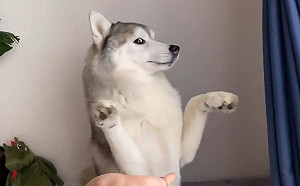 (影)主人想牽手手　傲嬌月月卻欲拒還迎網笑：內心戲很多！