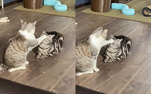 (影)被肉球「加持」！貓咪全程哀怨逼視　網歪：加冕儀式進行中