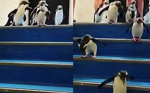 (影)南非水族館企鵝版「小朋友下樓梯」 蹦蹦跳畫面超療癒！
