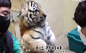 (影)老虎寶寶注射疫苗　縮手腳表情僵硬：偶不要打針啦！