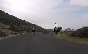 (影)鴕鳥突亂入窮追不捨　騎士崩潰疾速奔馳：潛能激發啦！