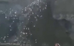 戰狼看到怕！網傳印度人「山洪爆發」群起怒衝邊境抵擋中國挖土機