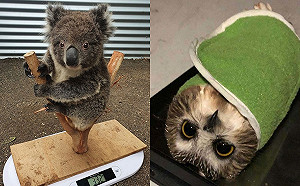 (影)為量體重飼育員盡出奇招　動物各種奇葩姿勢萌翻天！