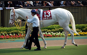 日本賽馬場馬匹接連逃跑 有撞車也有跳河