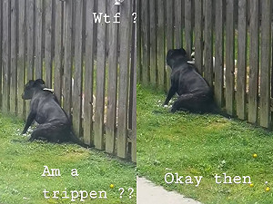 (影)狗狗每天衝出家門　只為請隔壁迷你犬幫馬殺雞：力道不錯唷！