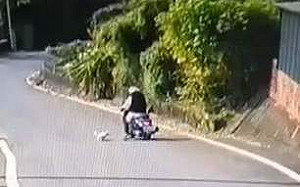 踢狗下車棄養辯稱訓犬  嘉縣女子遭開罰8萬3