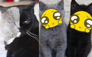 灰黑雙面貓當爸了！親生兒竟長這樣　網笑：完美分裂