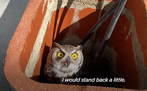 (影)老婆怎不在！公貓頭鷹飛離巢急尋愛侶　卻雙雙受困煙囪底