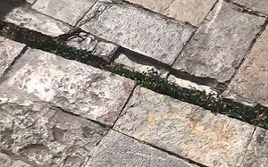 (影)墨西哥7.4級強震發布海嘯警報！居民直擊「地板開合」驚悚畫面