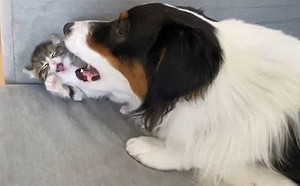 (影)牧羊犬突張大嘴作勢咬人 驚恐臉小奶貓糗態慢鏡頭放送