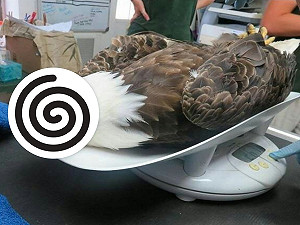 兇猛白頭海鵰量體重 乖乖躺平一臉呆萌：我是誰我在哪？